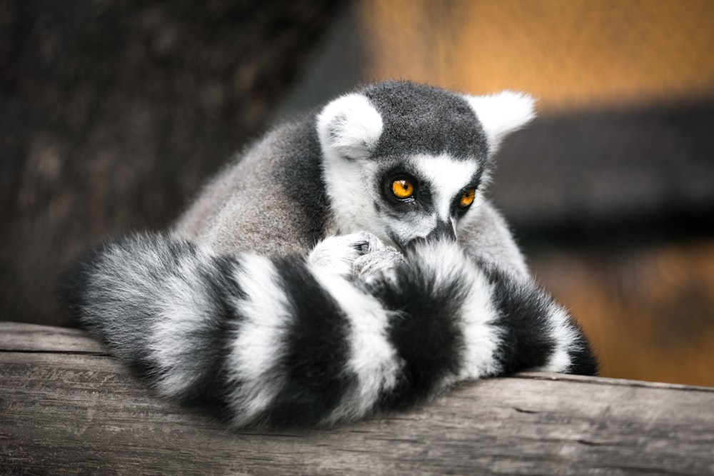 Fotografía de enfoque superficial de lémures grises y negros