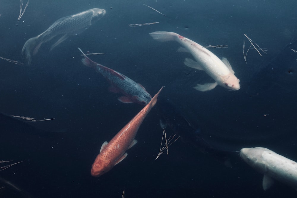 assorted color carps in water