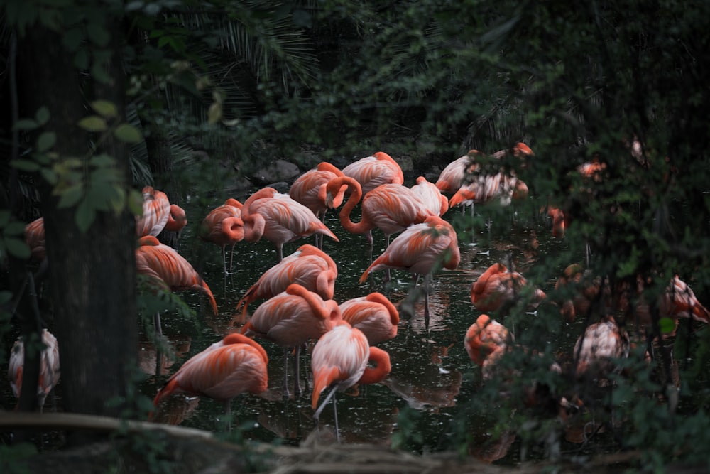 group of pink flamingo
