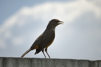 A bird with dark plumage stands on a concrete ledge against a backdrop of a cloudy sky. It appears to be calling with its beak slightly open.
