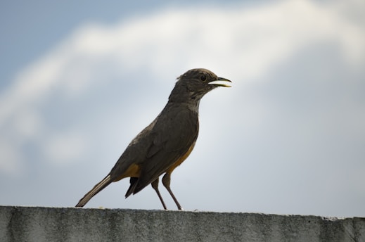 A bird with dark plumage stands on a concrete ledge against a backdrop of a cloudy sky. It appears to be calling with its beak slightly open.