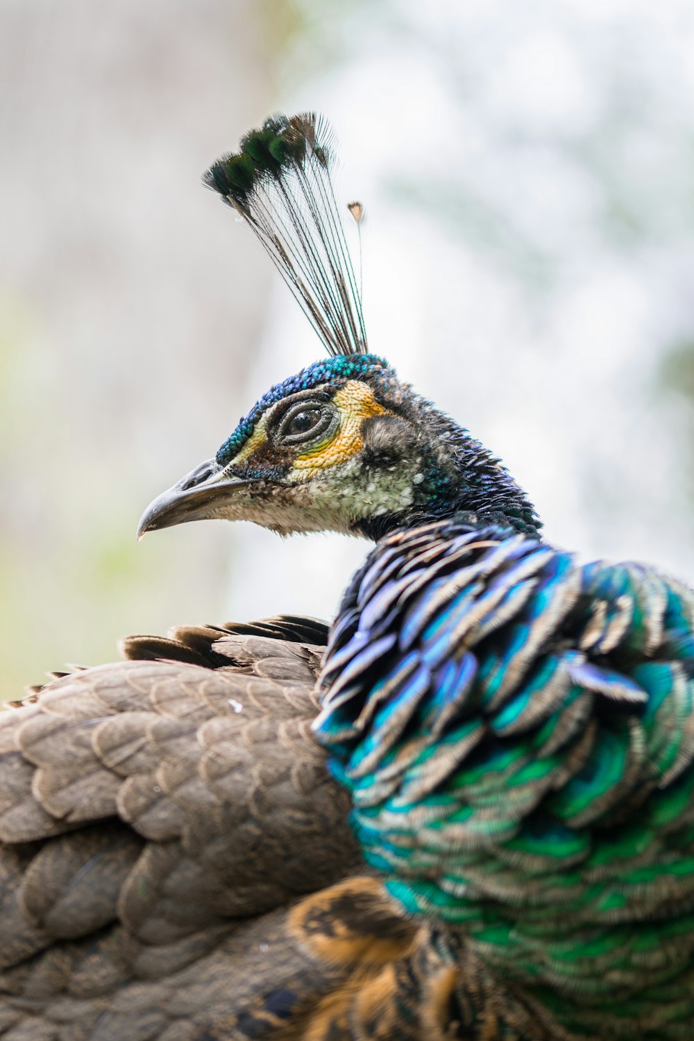 close-up of peacock