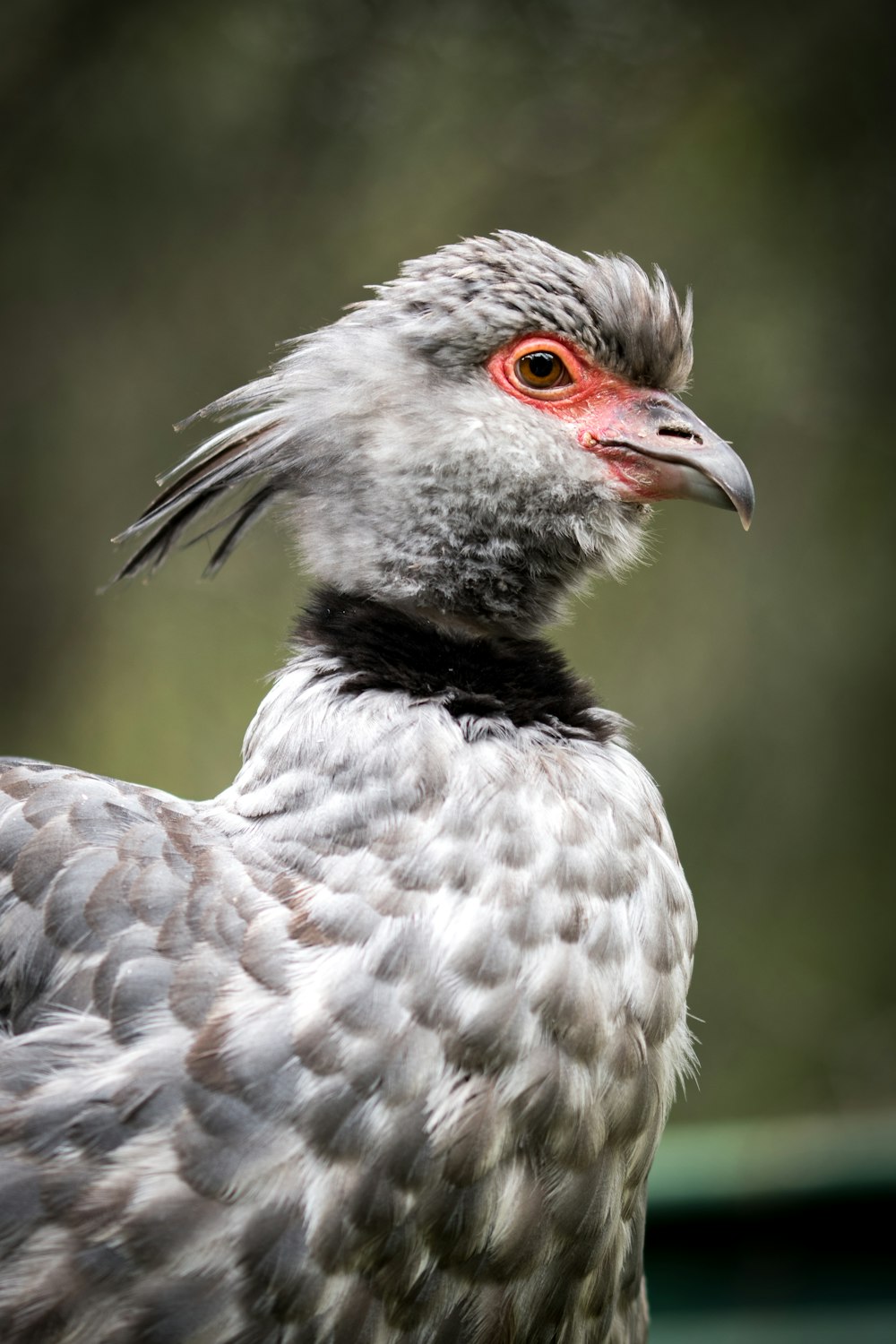 gray and brown bird facing sideways