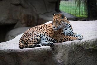 A leopard is lying on a large rock, appearing relaxed and watchful. The animal's distinctive spotted coat is clearly visible, with the surrounding environment suggesting a natural or zoo setting.