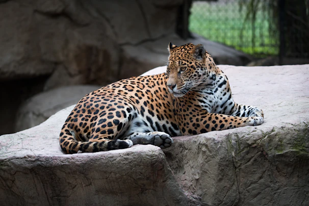 A leopard is lying on a large rock, appearing relaxed and watchful. The animal's distinctive spotted coat is clearly visible, with the surrounding environment suggesting a natural or zoo setting.