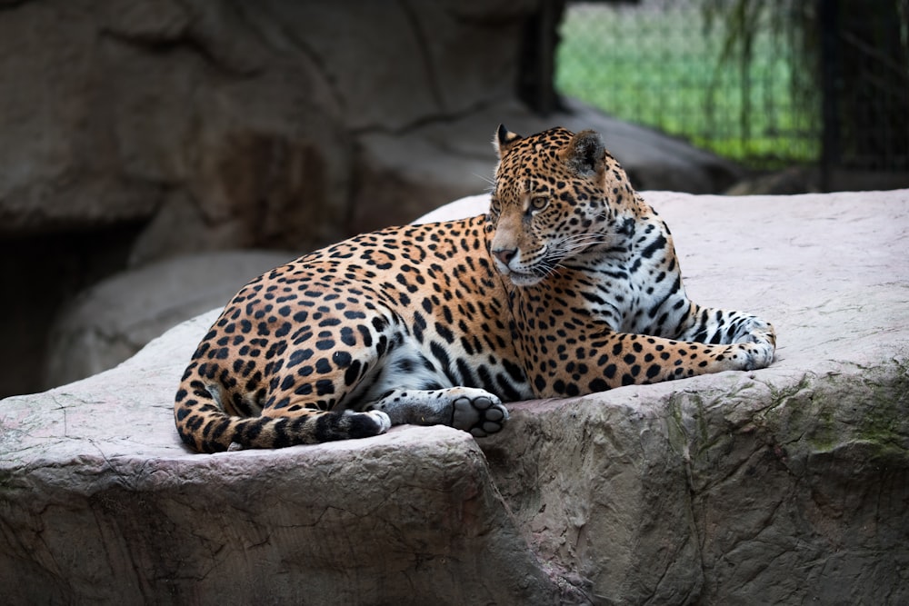 leopardo acostado en una gran roca
