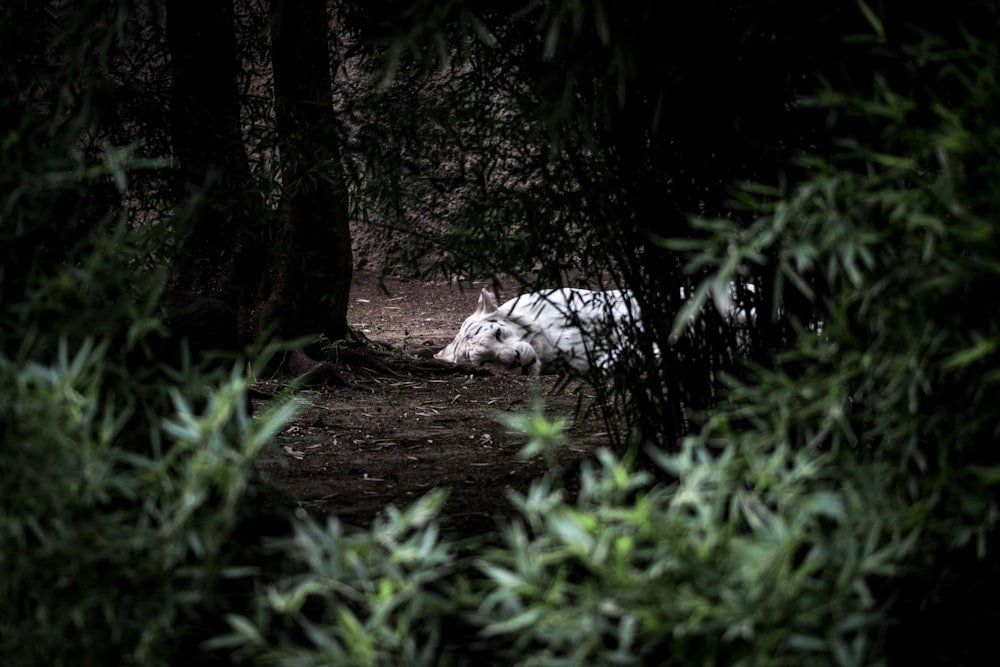 white tiger lying on dirt