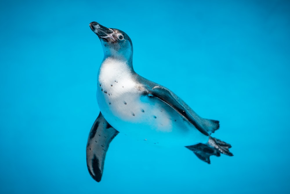 low light photography of white and black penguin