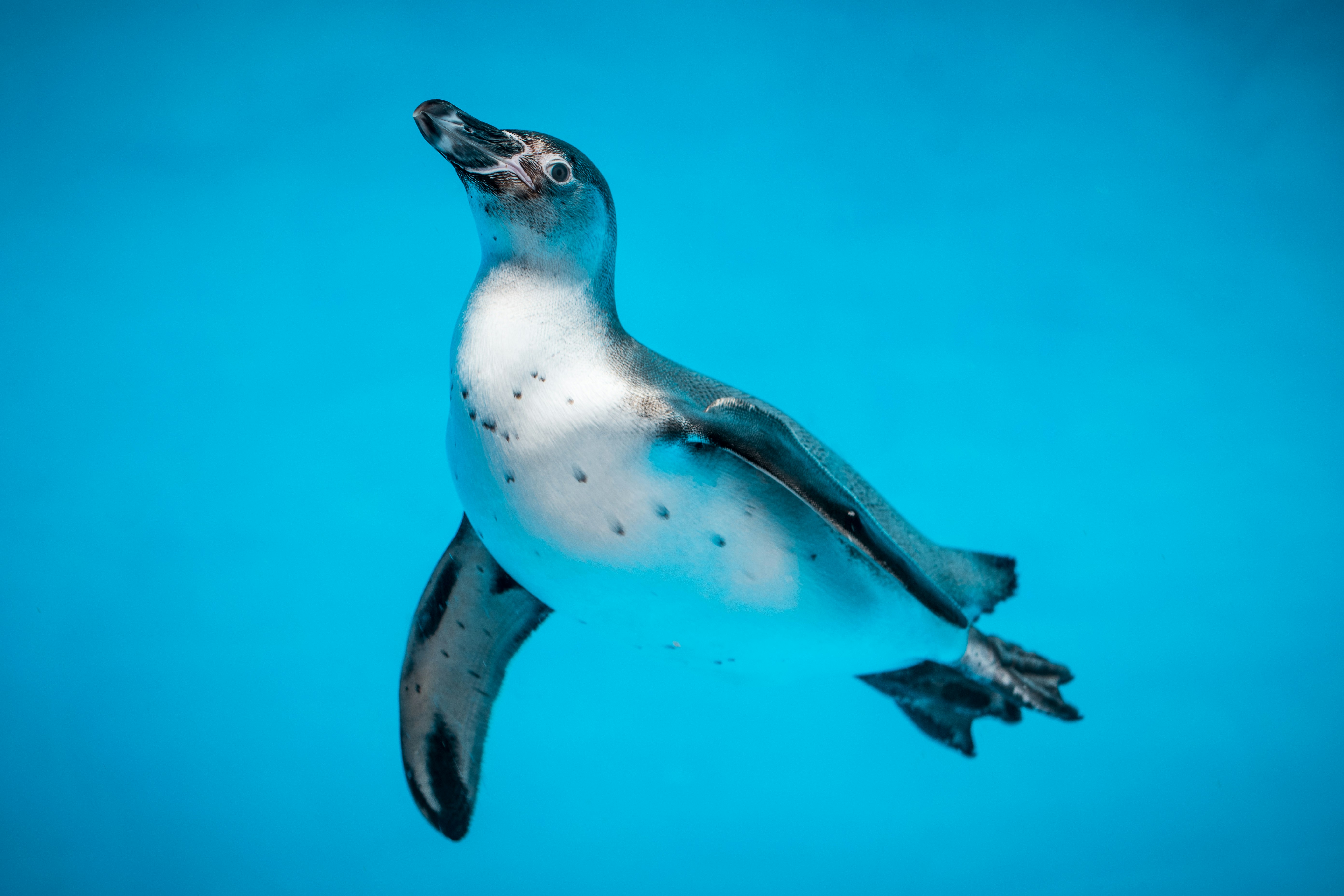 low light photography of white and black penguin