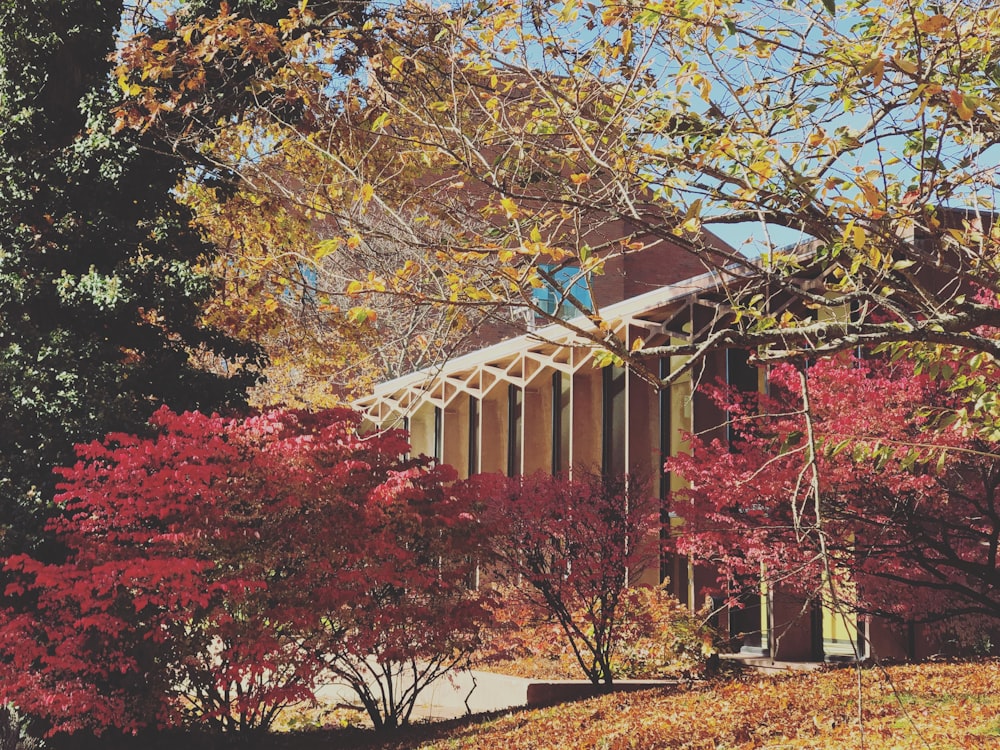 house surrounded with trees