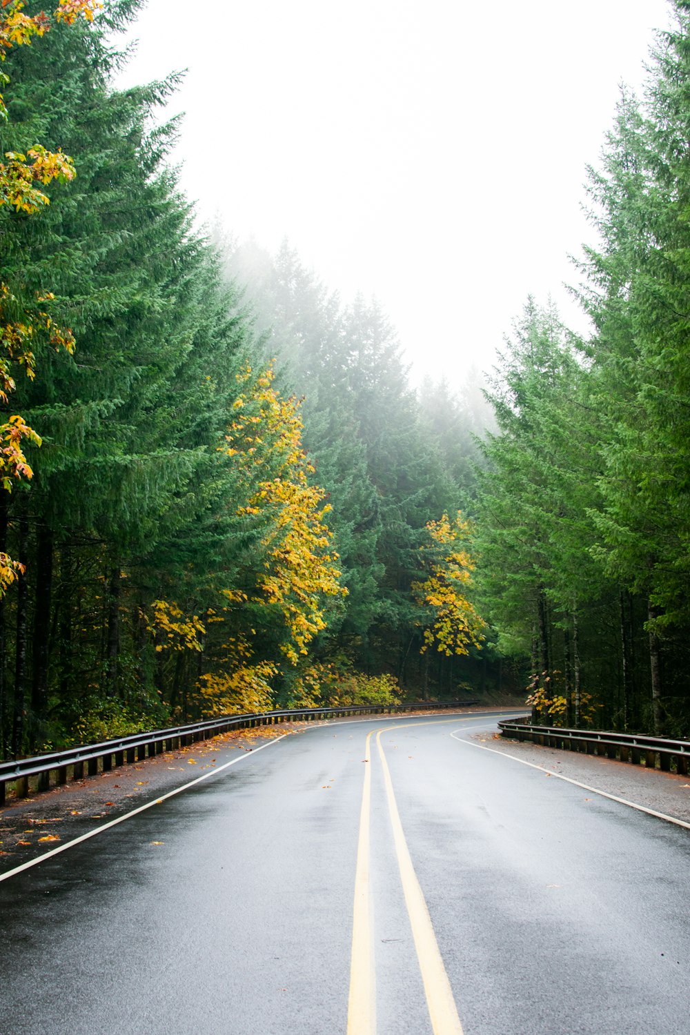 Carretera de hormigón gris vacía entre los árboles