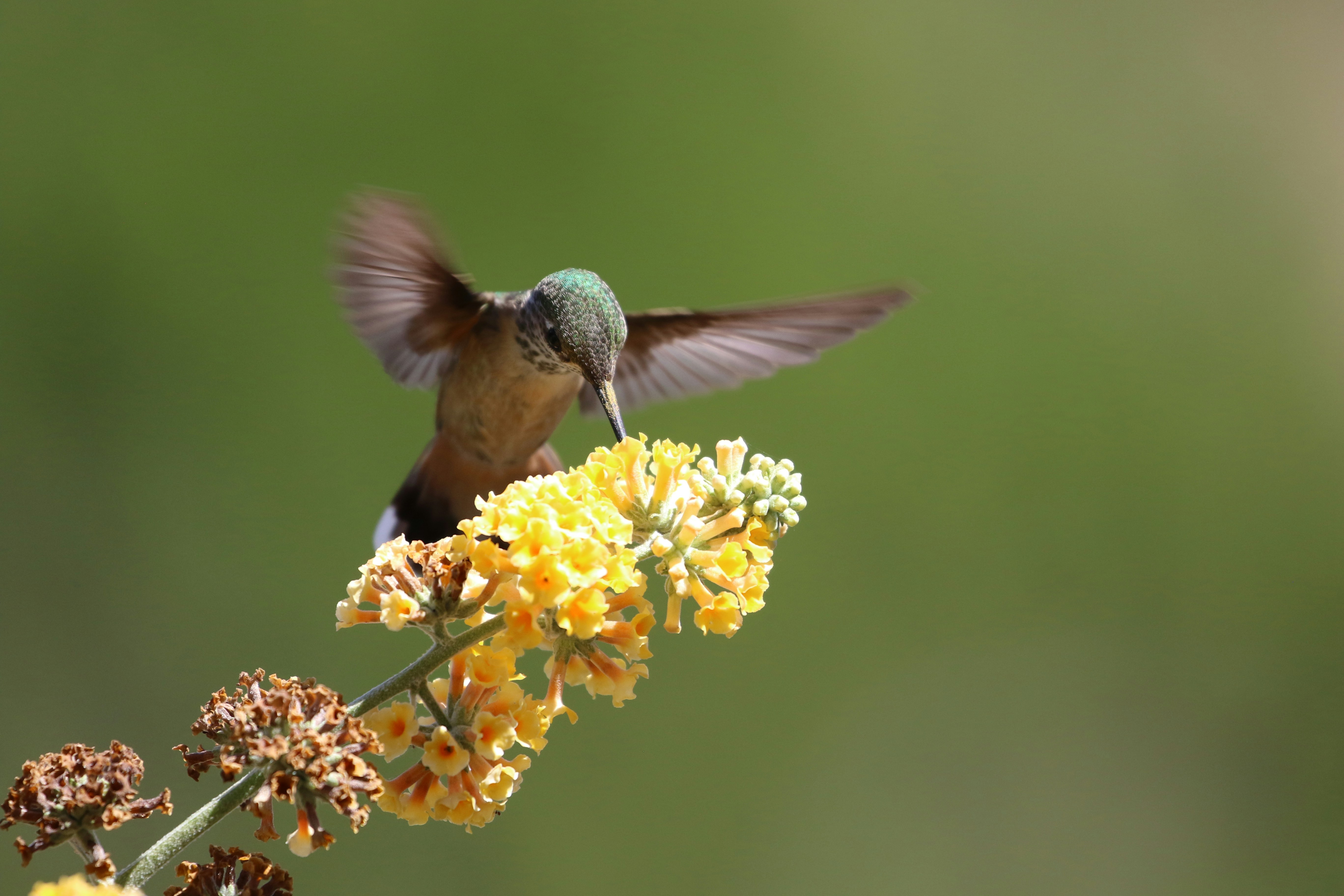 Feeding on honeycomb buddleia