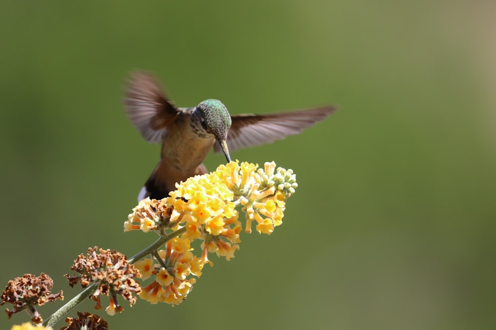 黄色い花びらの花にとまる灰色と茶色のハチドリ