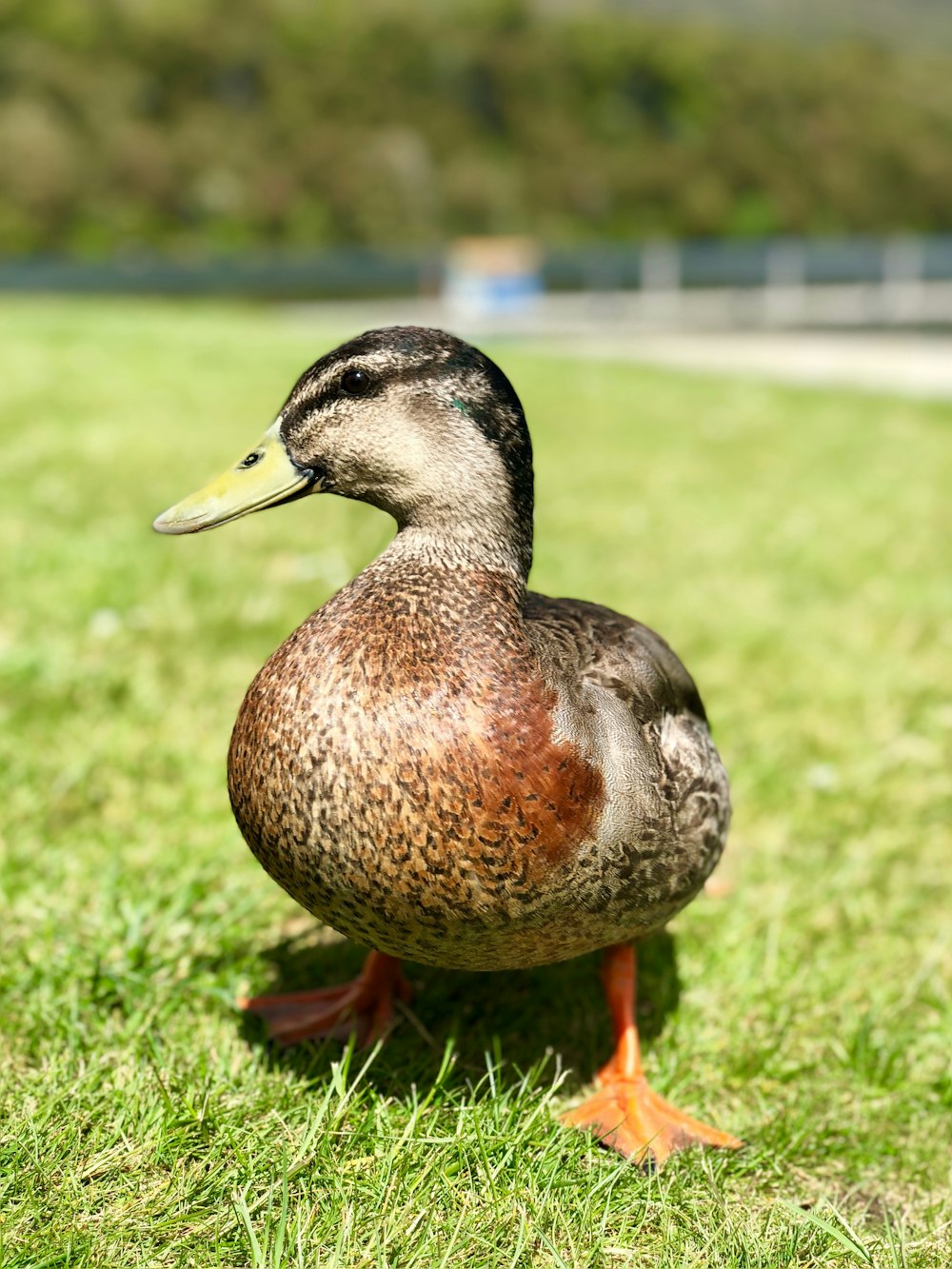 female mallard duck facing sideways