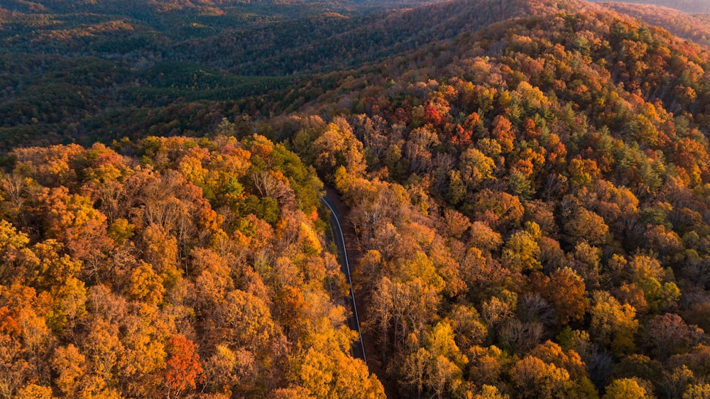 green and yellow trees