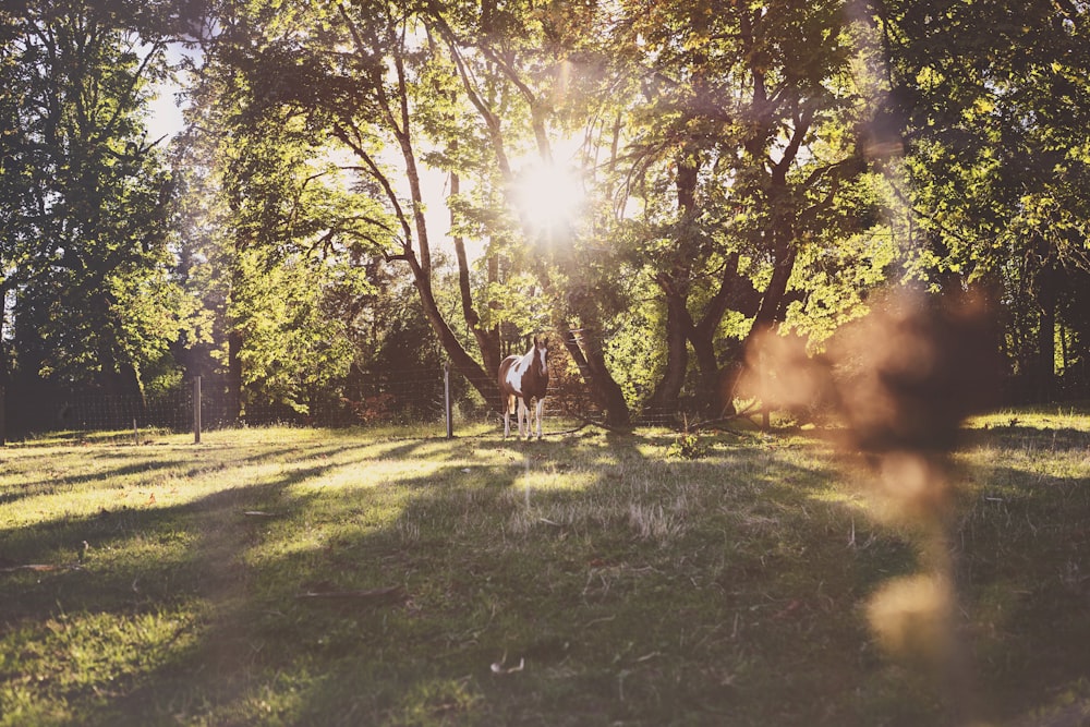 trees during daytime