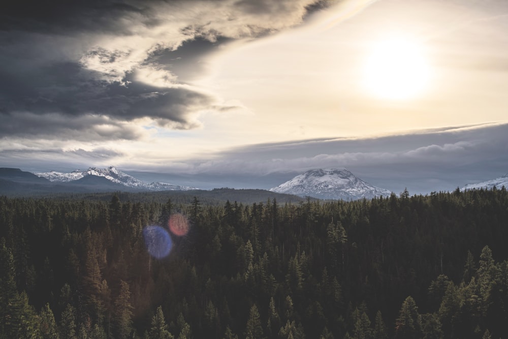 high-angle photography of trees