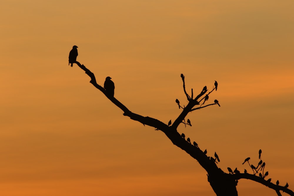 silhouette photography of birds