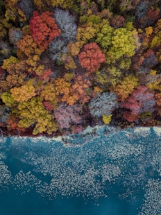 high-angle photography of assorted-colored trees during daytime