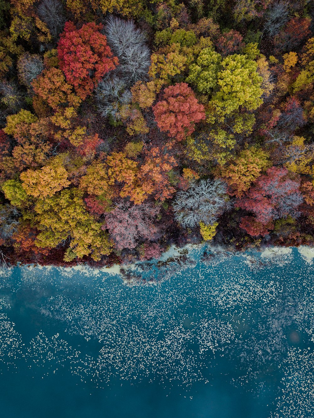 Fotografia ad alta angolazione di alberi dai colori assortiti durante il giorno