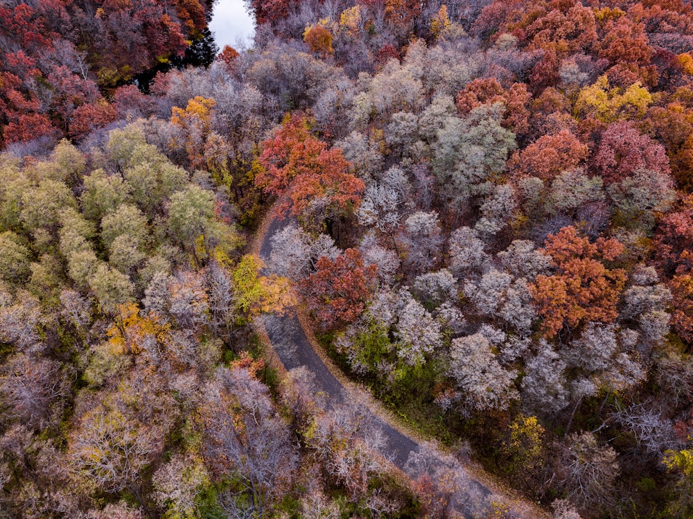 aerial view of trees