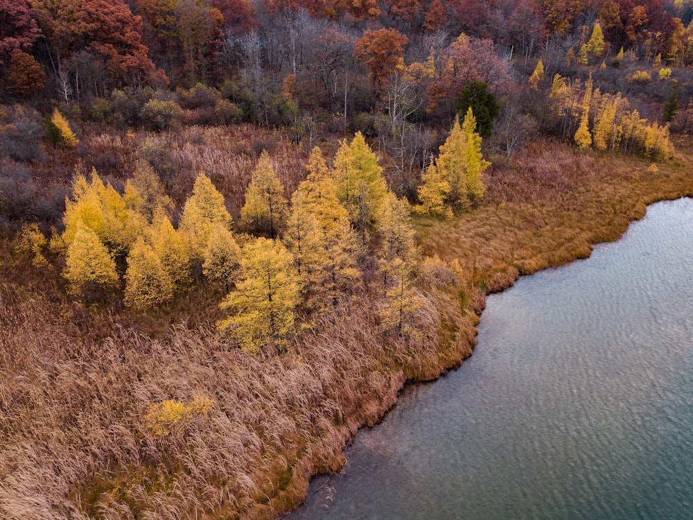 green leafed trees near body of water