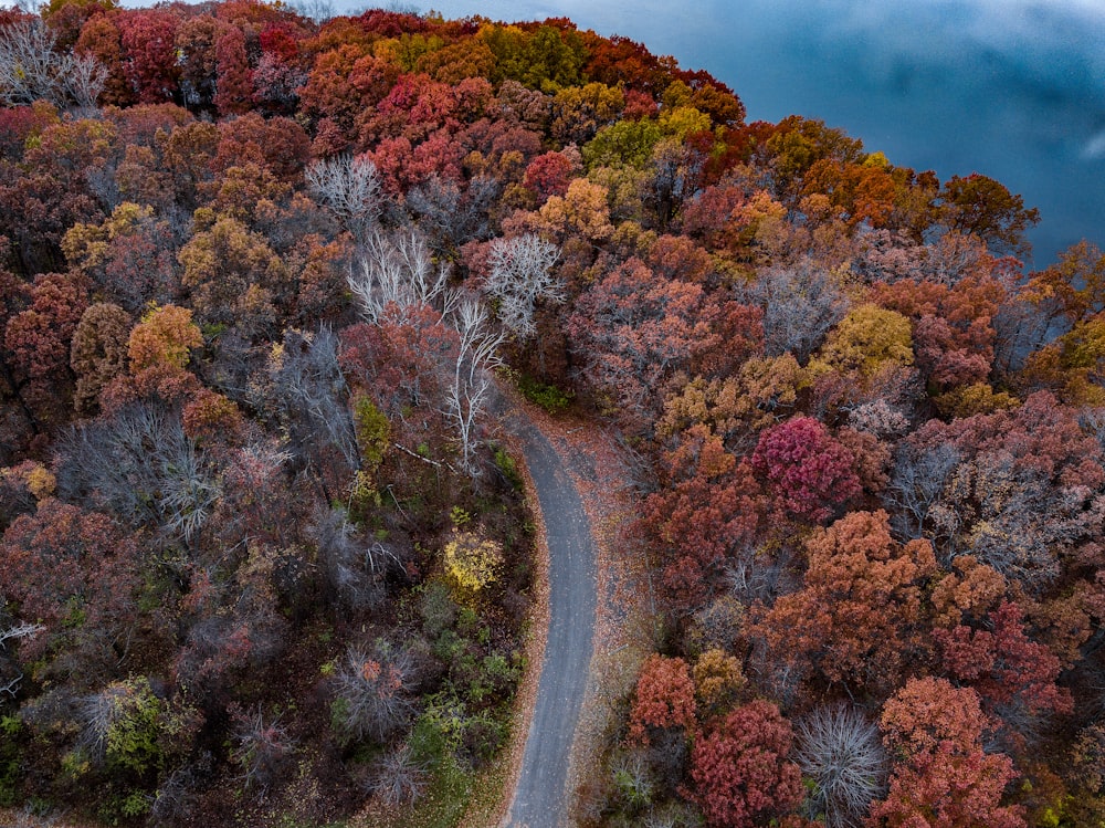 aerial photo of gray road between trees