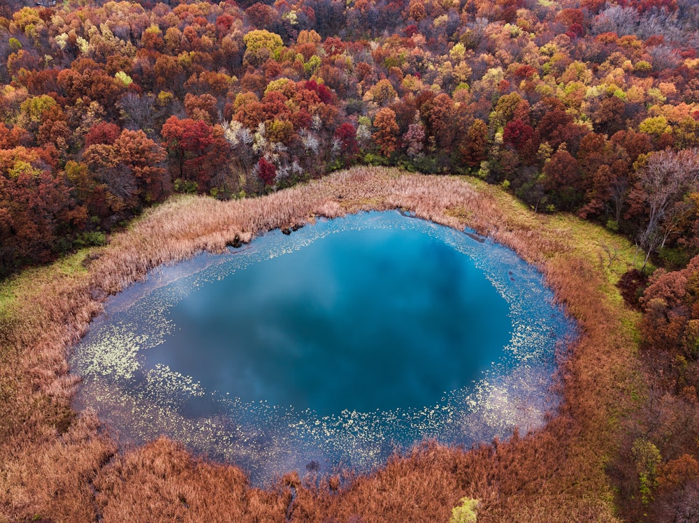 body of water surrounded with trees