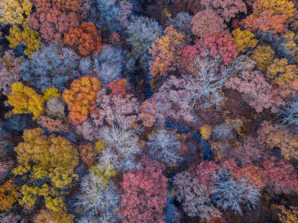 aerial photo of forest during the fall