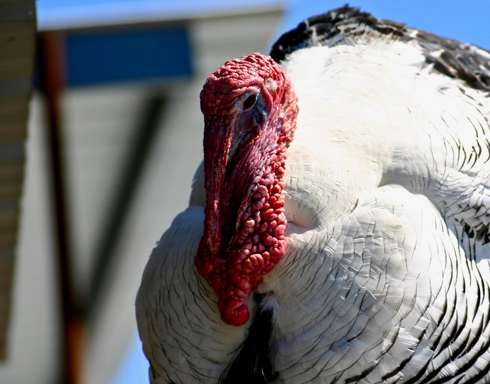 white and black turkey with red wattle