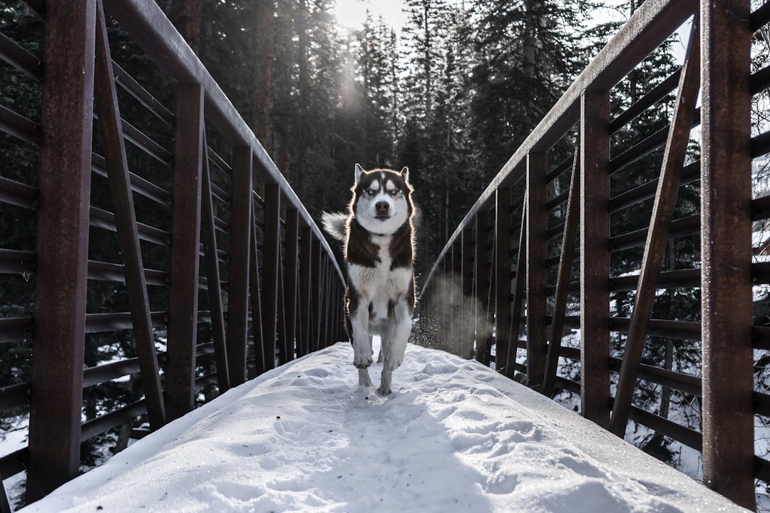 Bridge photo spot Grand Mesa National Forest United States