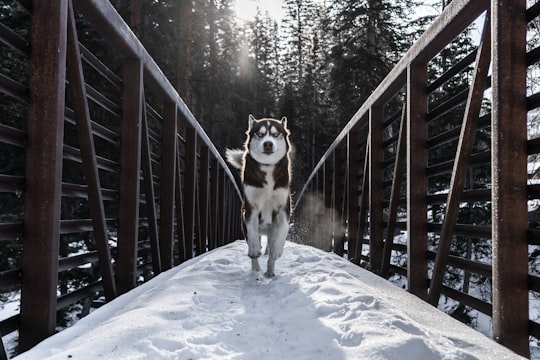 running dog in bridge in Grand Mesa National Forest United States