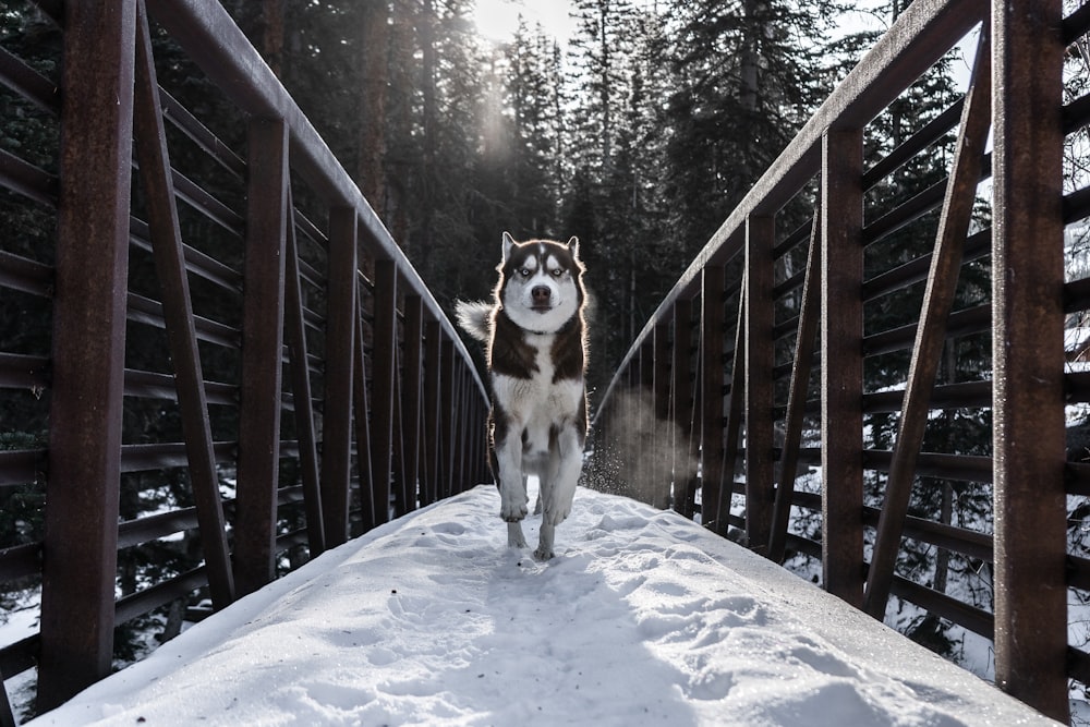 橋で走る犬