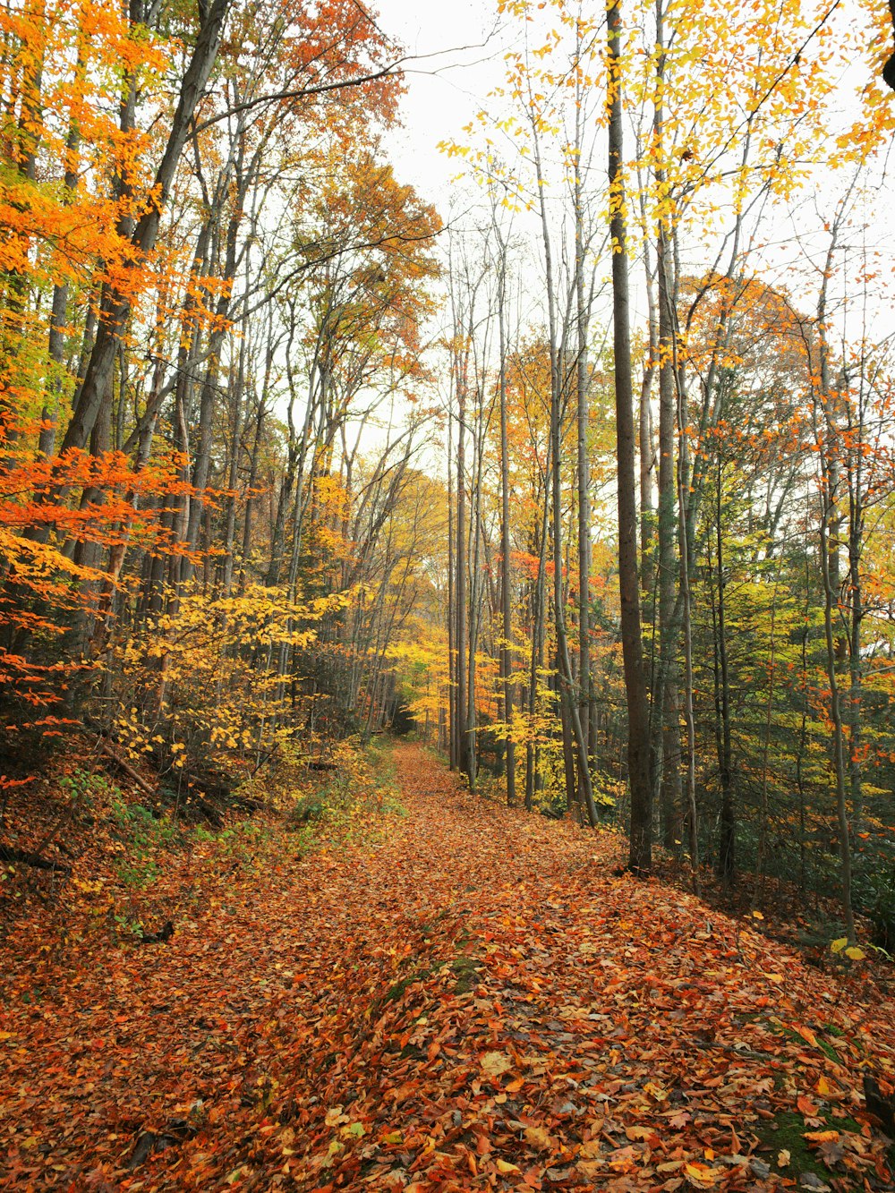 a dirt road surrounded by trees and leaves