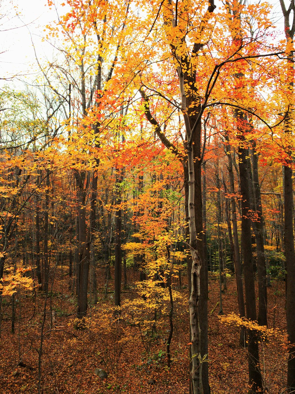 autumn tree leaves