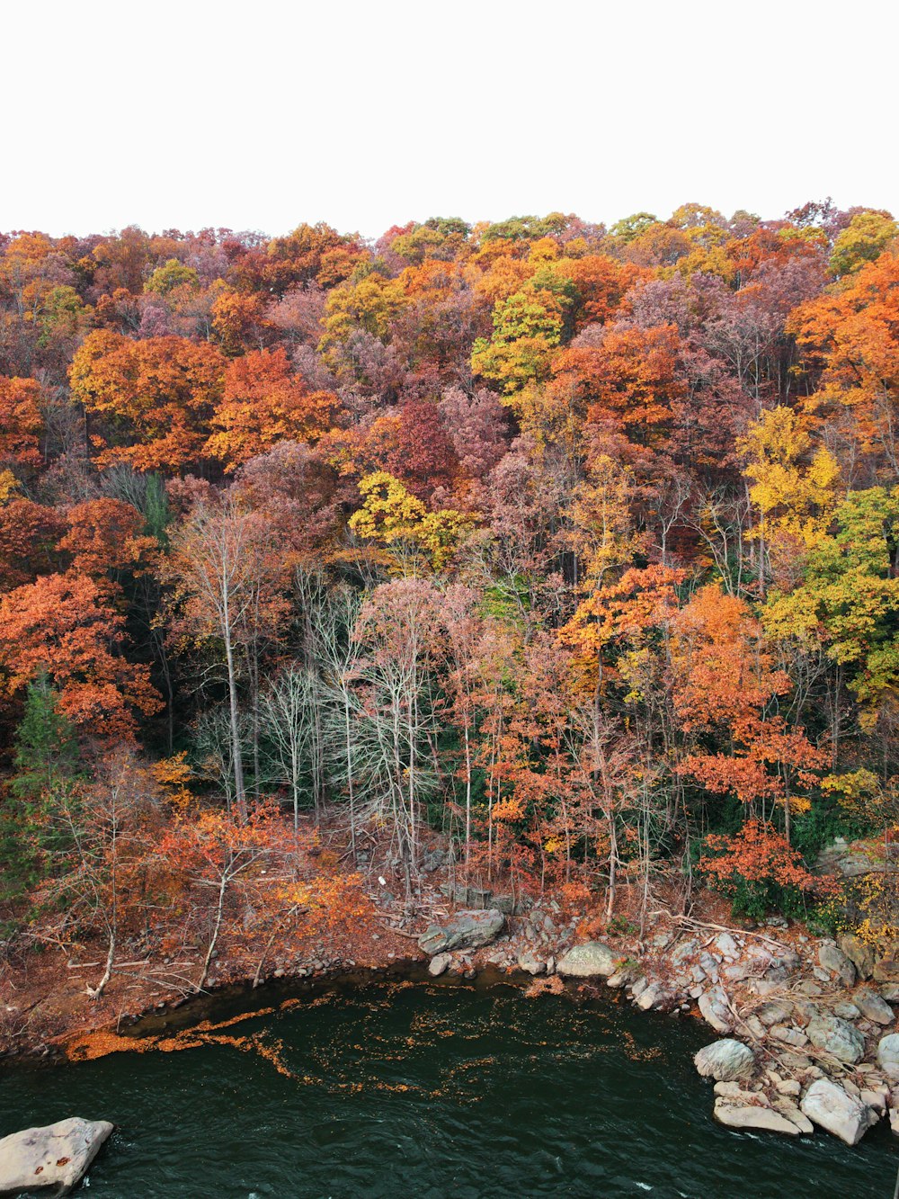 forest near body of water