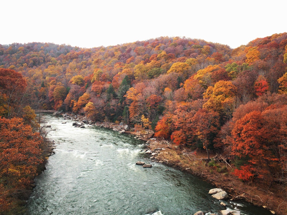 river in between orange-leafed trees during daytime
