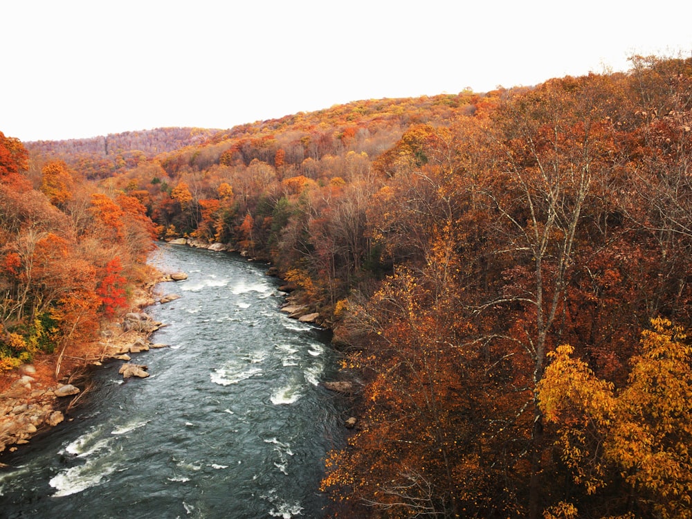 Photographie en plongée d’une rivière entre des arbres à feuilles rouges