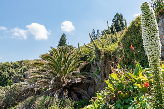 green sago palm tree in gaarden in Hermanus South Africa