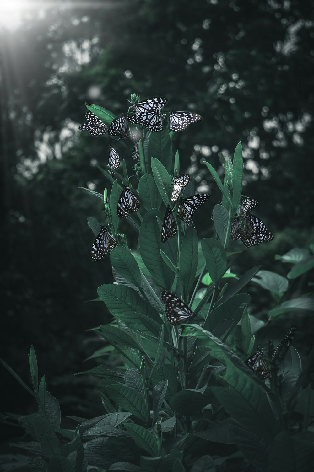 shallow focus photography of green-leafed plant