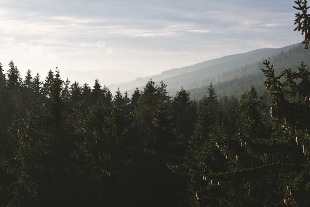 bird's eye photography of pine trees