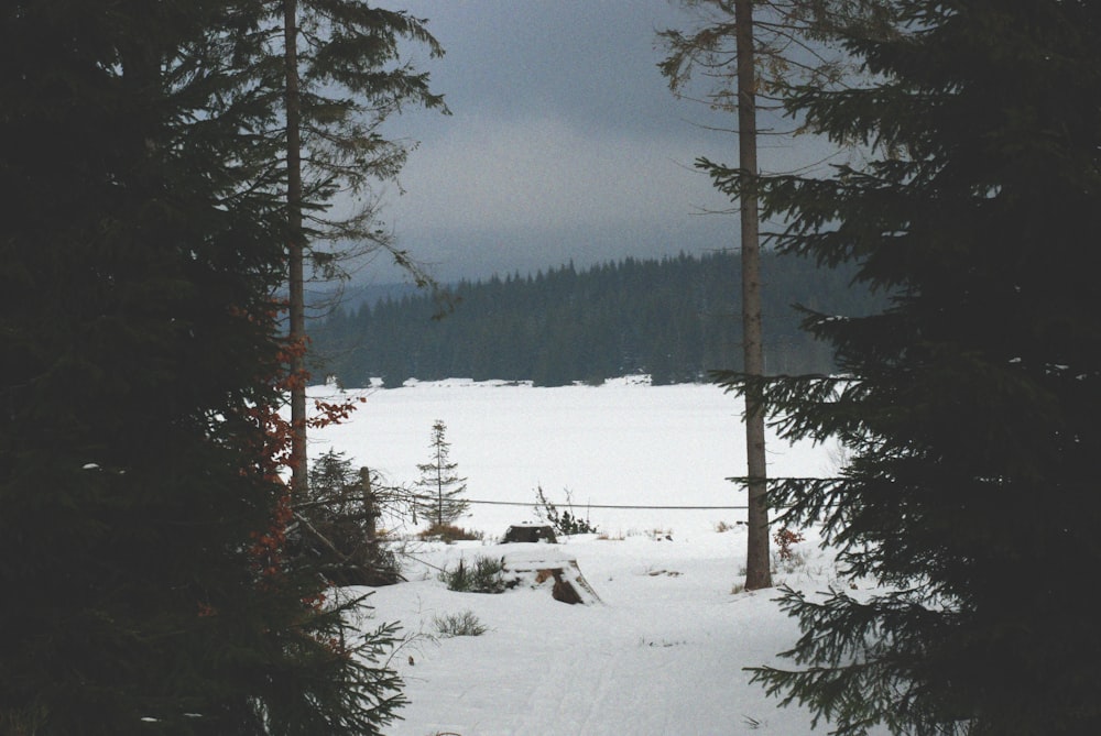 field of trees near snow ground