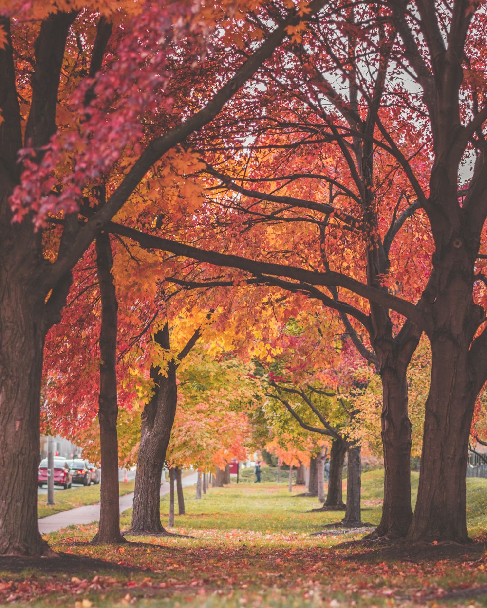 red tree tunnel during daytime