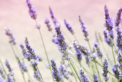 Holistic by Betsy | Blog VIDA HOLISTICA