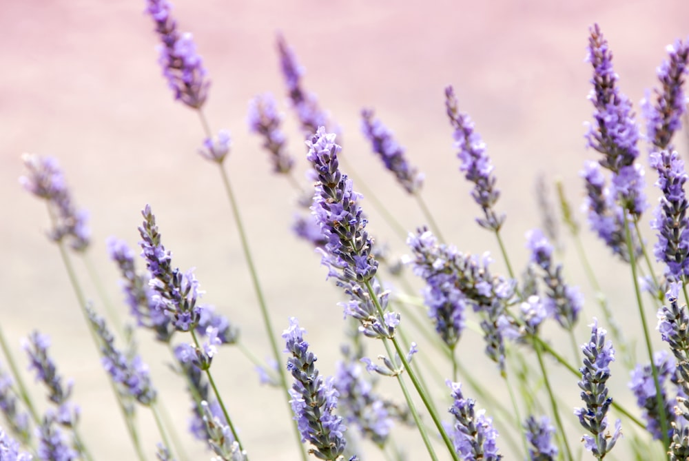 purple petaled flowers