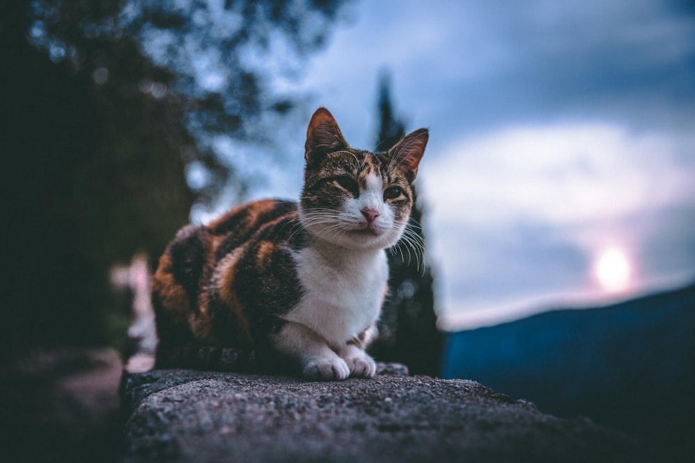 selective focus photography of black, white, and brown cat