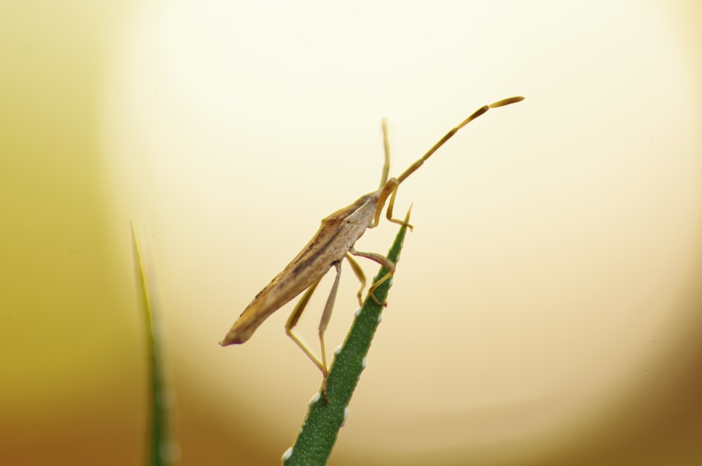selective focus photography of brown insect