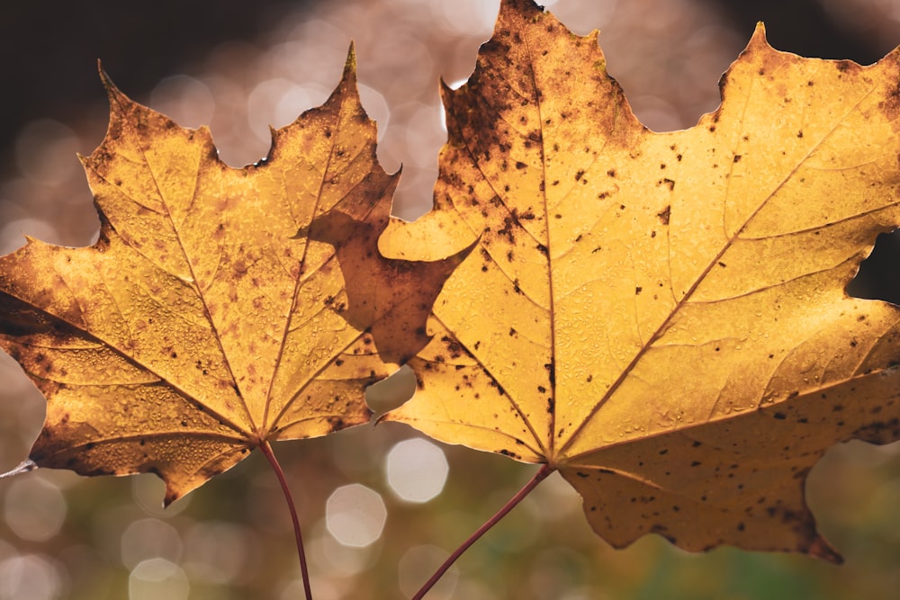 two brown maple leaves