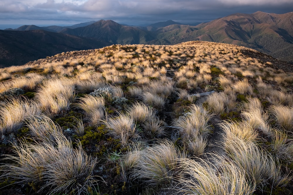 grassy field