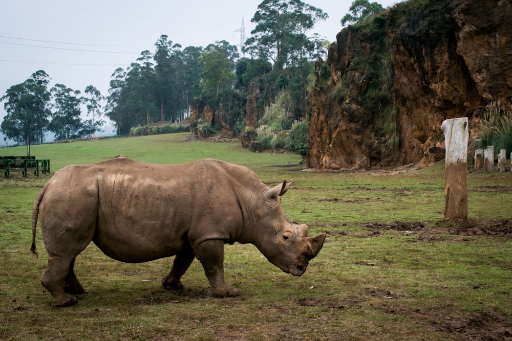 rhinoceros on green field near mountain and trees